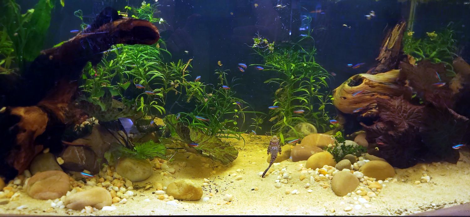 A planted freshwater aquarium with driftwood