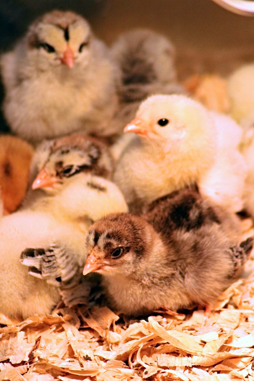 Fluffy chicks huddled together under a warm lamp