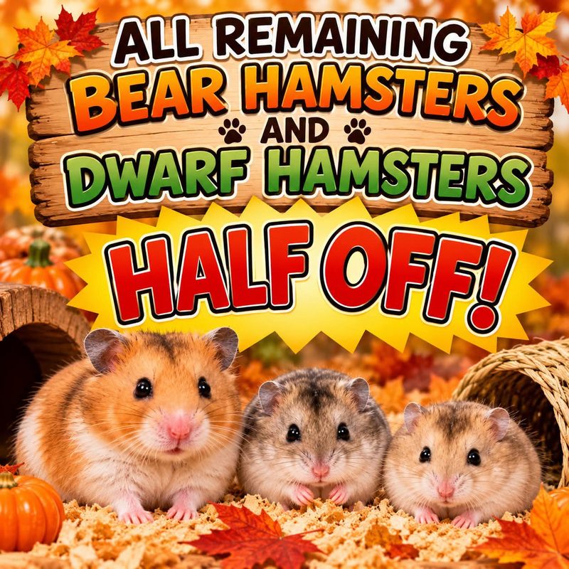 Hamsters poster