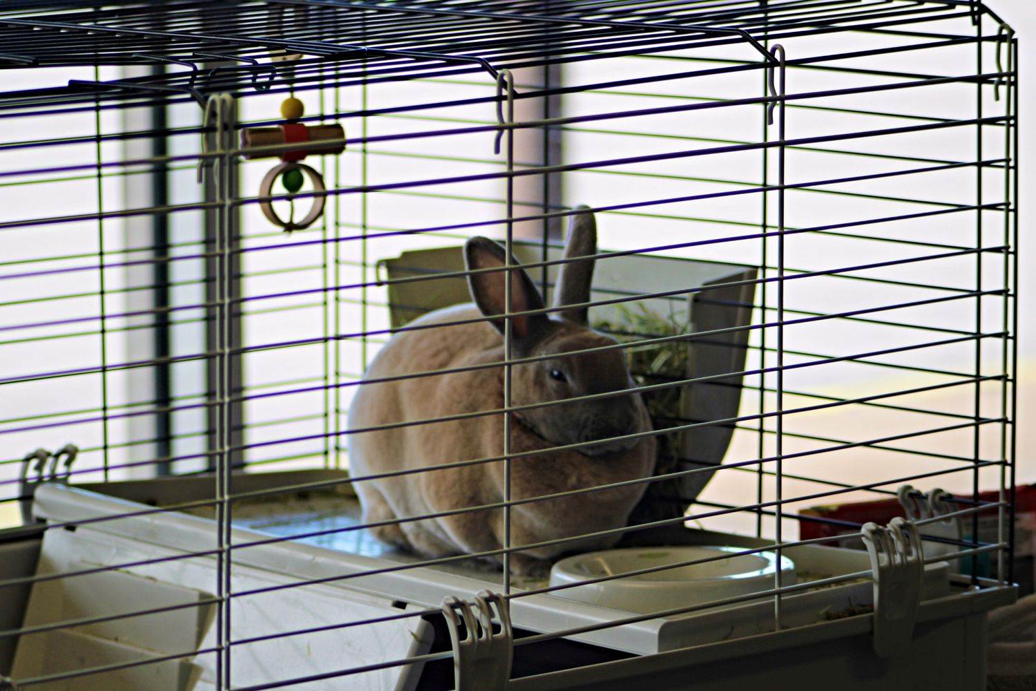 A rabbit resting in a spacious habitat